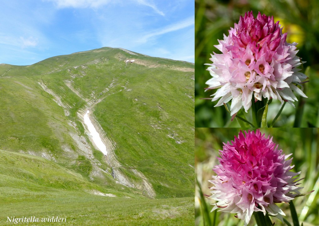 Monti della Laga, N.widderi, P.albida var. tricuspis e altre orchidee 27 giugno 2015